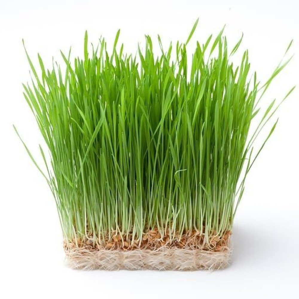 Wheatgrass: Fad or Functional Food? The Potential Health Benefits of This Green Powerhouse (Plus, a Kenyan Connection!)
